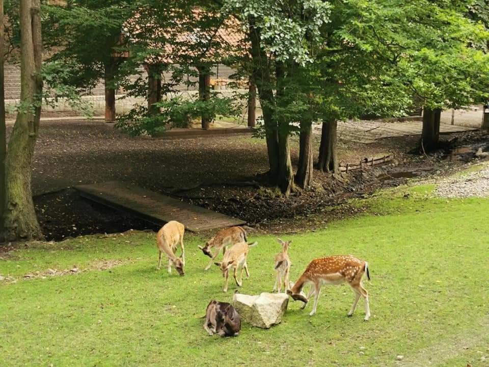 Ferienwohnung Reese- Horstmann Mit Hallenbad Und Sauna, Wlan "Harz Zu Jeder Jahreszeit" Bad Harzburg Exteriér fotografie